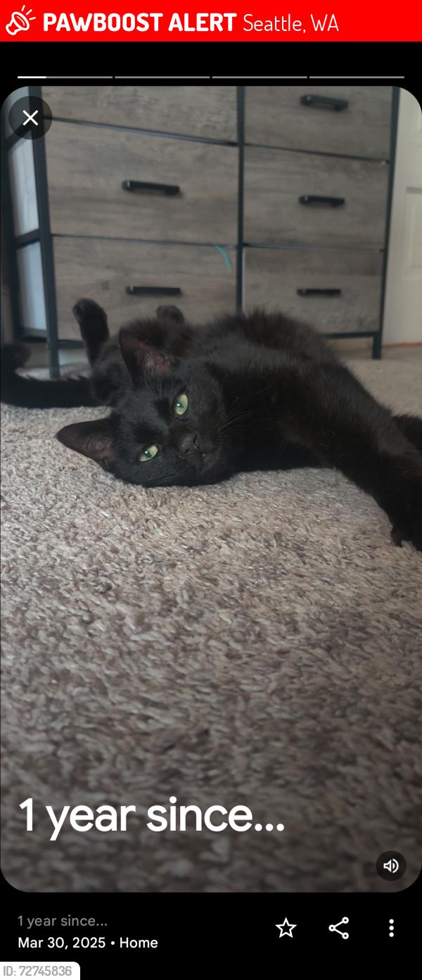 Lost Male Cat last seen 1st Ave North and Roy, Seattle, WA 98109