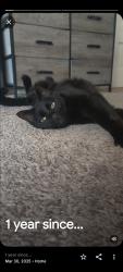 Lost Male Cat last seen 1st Ave North and Roy, Seattle, WA 98109