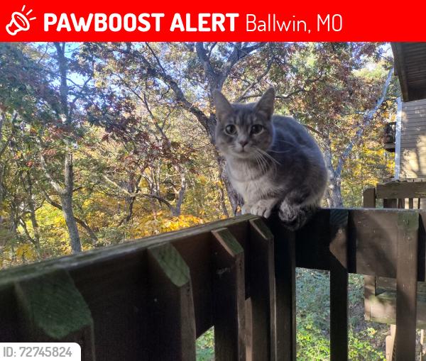 Lost Female Cat last seen Hanna road, Ballwin, MO 63021