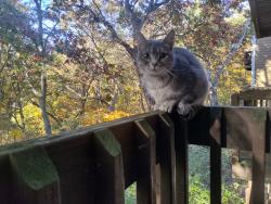 Lost Female Cat last seen Hanna road, Ballwin, MO 63021