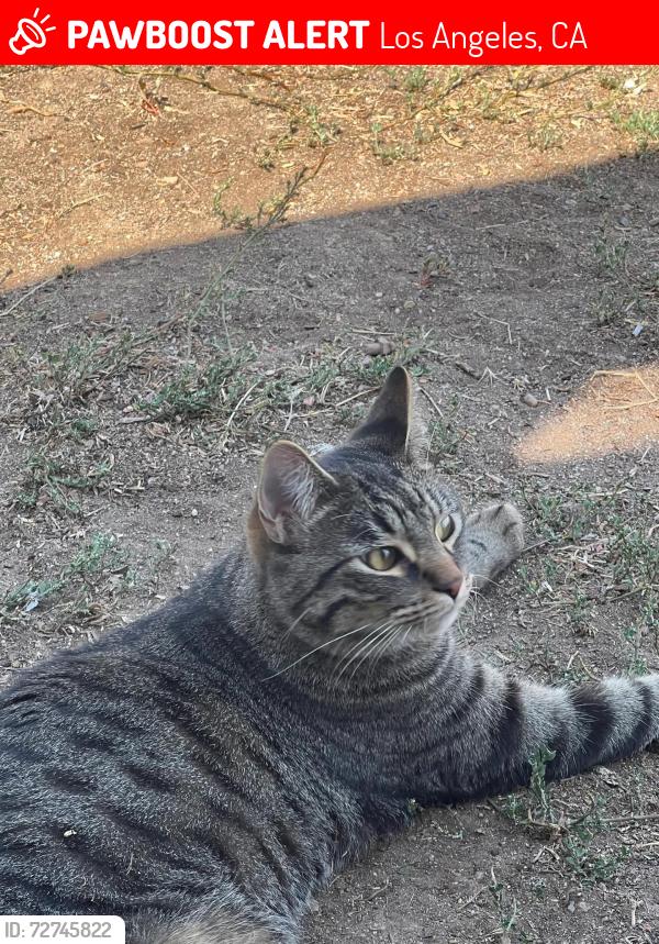 Lost Male Cat last seen west 60th pl , Los Angeles, CA 90047