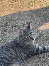 Lost Male Cat last seen west 60th pl , Los Angeles, CA 90047