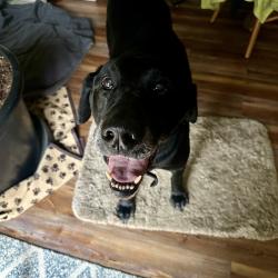Found/Stray Male Dog last seen Freeway Exit Near the Dairy Queen , Port Orchard, WA 98367