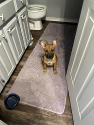 Found/Stray Male Dog last seen lowe’s, Granbury, TX 76048