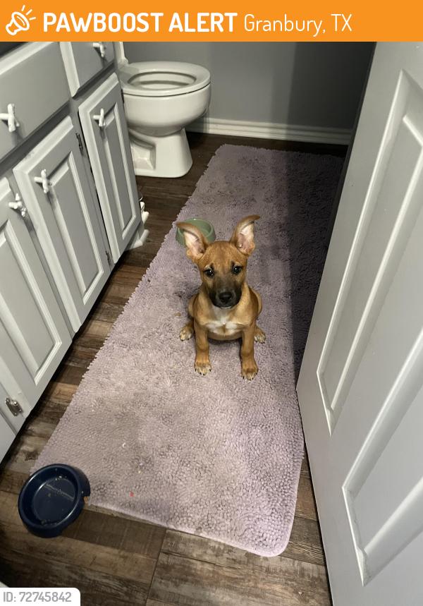 Found/Stray Male Dog last seen lowe’s, Granbury, TX 76048