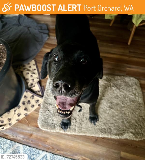 Found/Stray Male Dog last seen Freeway Exit Near the Dairy Queen , Port Orchard, WA 98367