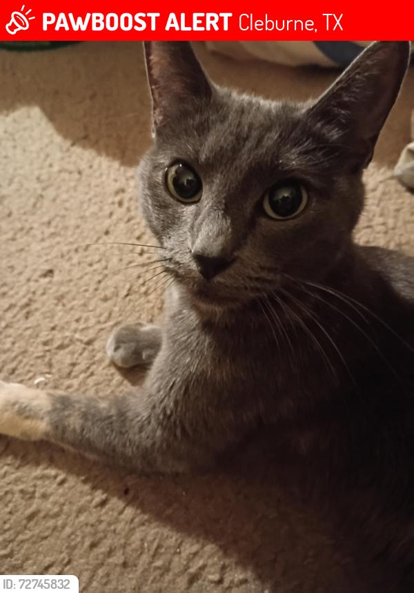Lost Female Cat last seen Green acres Cemetery. , Cleburne, TX 76033