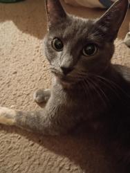 Lost Female Cat last seen Green acres Cemetery. , Cleburne, TX 76033
