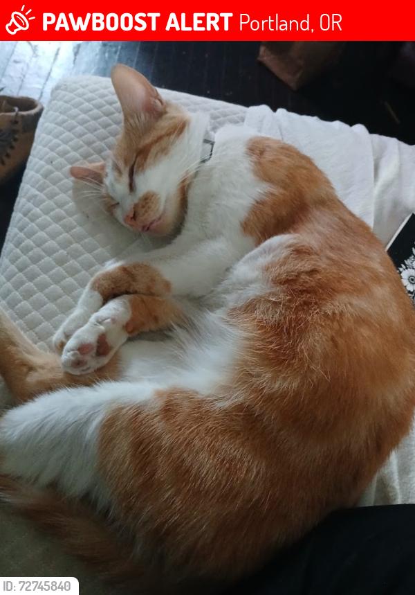 Lost Male Cat last seen 82nd, Portland, OR 97220