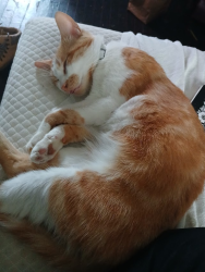 Lost Male Cat last seen 82nd, Portland, OR 97220