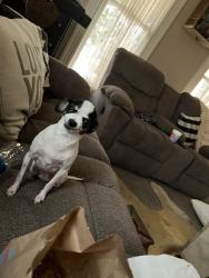 Lost Female Dog last seen Nth west avenue, Mannford, OK 74044