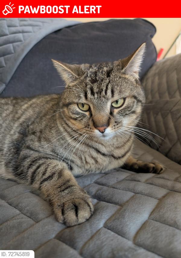 Lost Male Cat last seen Timberdale Dr. & E.Senour Dr. in Preston Ridge Subdivision , West Chester Township, OH 45069