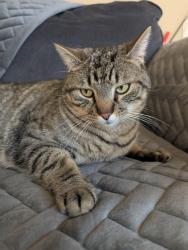 Lost Male Cat last seen Timberdale Dr. & E.Senour Dr. in Preston Ridge Subdivision , West Chester Township, OH 45069