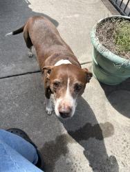 Found/Stray Female Dog last seen Subway, Asheboro, NC 27205