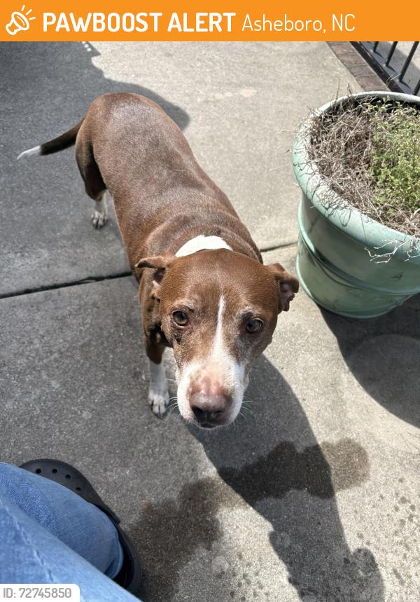 Found/Stray Female Dog last seen Subway, Asheboro, NC 27205