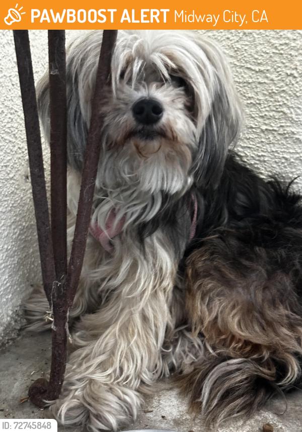 Found/Stray Female Dog last seen Madison street, Midway City, CA 92655