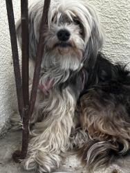 Found/Stray Female Dog last seen Madison street, Midway City, CA 92655