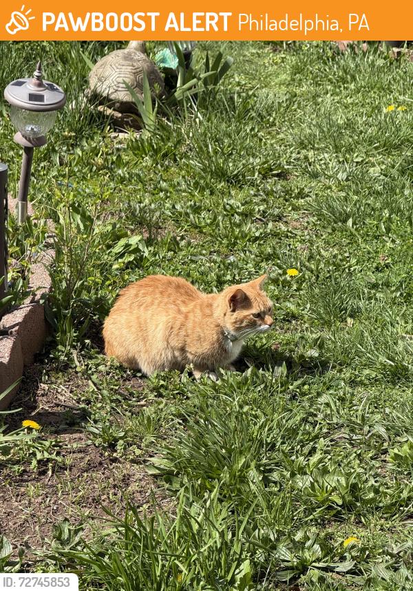Found/Stray Unknown Cat last seen In someone’s yard hunting , Philadelphia, PA 19146