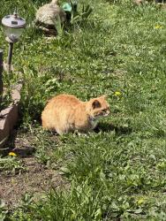 Found/Stray Unknown Cat last seen In someone’s yard hunting , Philadelphia, PA 19146