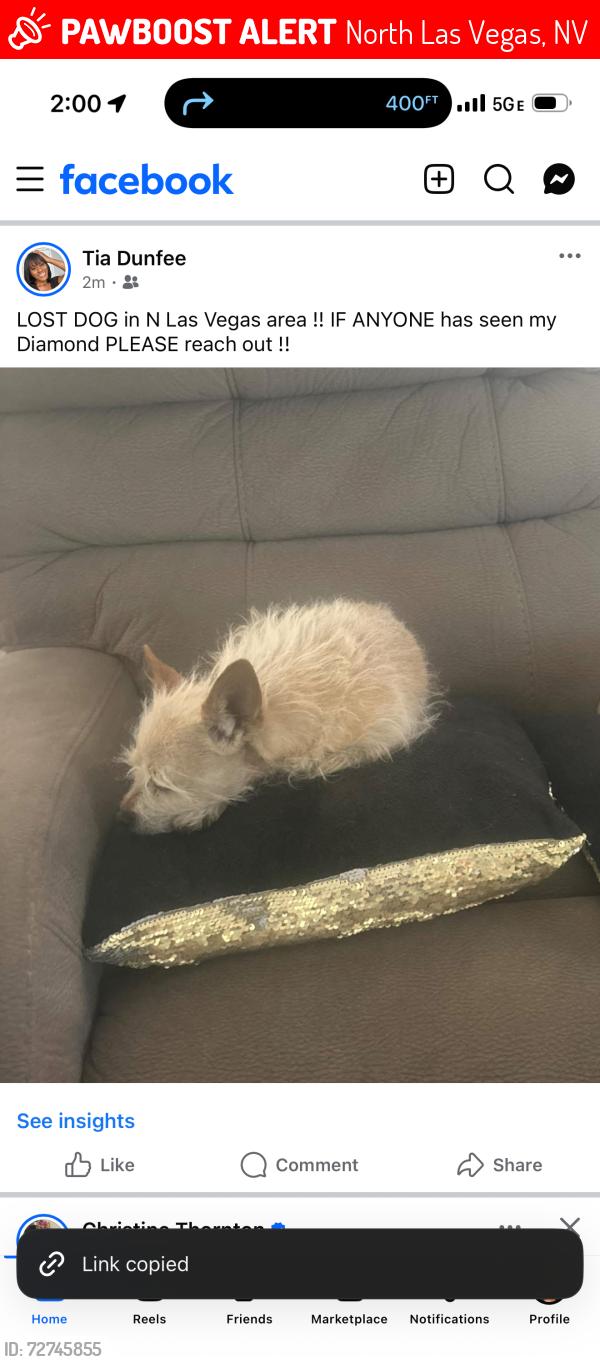 Lost Female Dog last seen Gowan & MLK, North Las Vegas, NV 89032