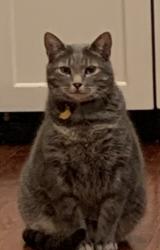 Lost Male Cat last seen Atlantic Ave & 89th Street, Virginia Beach, VA 23451