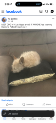 Lost Female Dog last seen Gowan & MLK, North Las Vegas, NV 89032