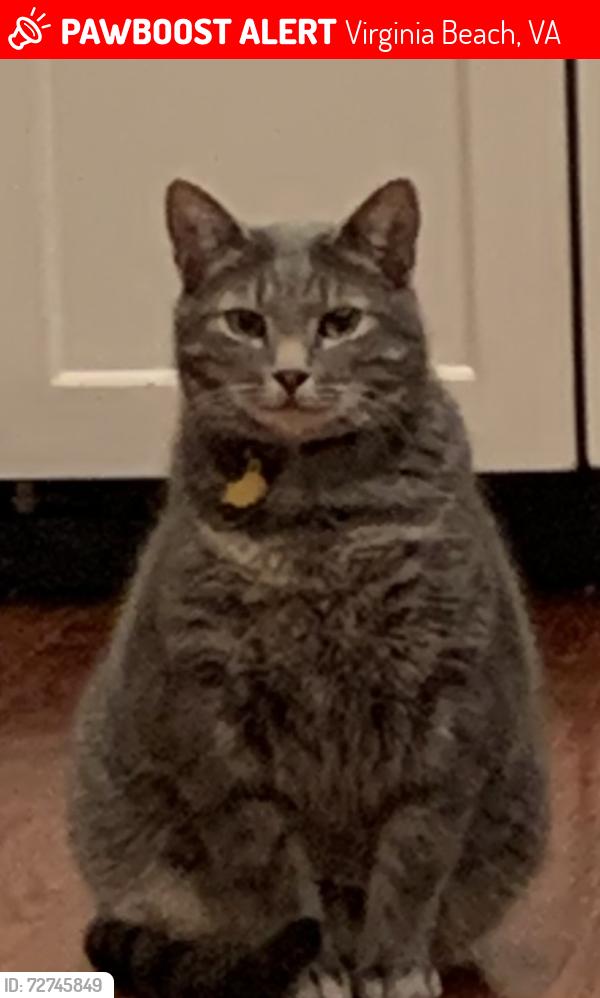 Lost Male Cat last seen Atlantic Ave & 89th Street, Virginia Beach, VA 23451