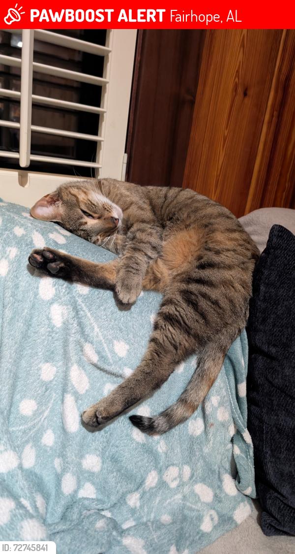 Lost Female Cat last seen Mosley and county road 13, Fairhope, AL 36532