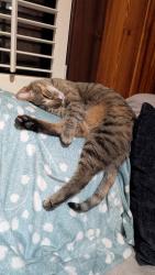 Lost Female Cat last seen Mosley and county road 13, Fairhope, AL 36532