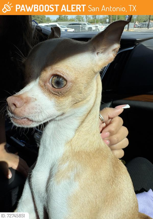 Found/Stray Female Dog last seen Vanderbilt and Ellgin , San Antonio, TX 78210