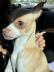 Found/Stray Female Dog last seen Vanderbilt and Ellgin , San Antonio, TX 78210