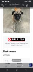 Lost Female Dog last seen Pilot truck stop in Otay mesa , San Diego, CA 92154