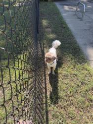 Found/Stray Male Dog last seen Heritage , Warner Robins, GA 31093