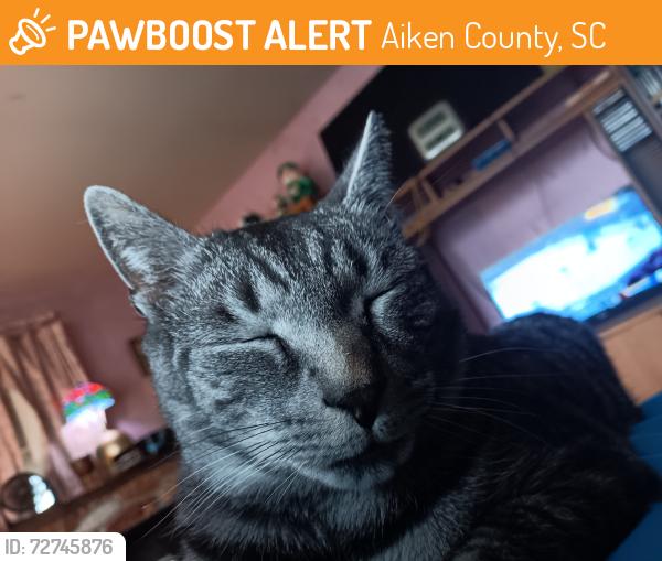 Found/Stray Female Cat last seen High blvd and new Holland rd, Aiken County, SC 29805