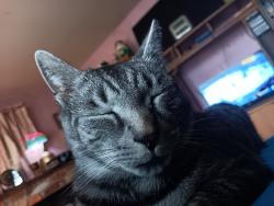 Found/Stray Female Cat last seen High blvd and new Holland rd, Aiken County, SC 29805