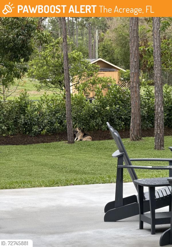 Found/Stray Unknown Dog last seen Tangerine between Hall and Apache. , The Acreage, FL 33470