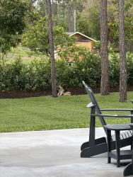Found/Stray Unknown Dog last seen Tangerine between Hall and Apache. , The Acreage, FL 33470