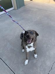Found/Stray Male Dog last seen High Resort andPinnacle, Rio Rancho, NM 87124