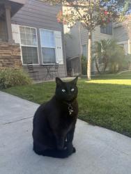 Lost Male Cat last seen Hunter, La Alba, Murrieta, CA 92563