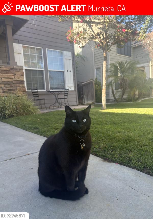 Lost Male Cat last seen Hunter, La Alba, Murrieta, CA 92563