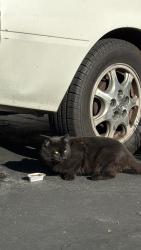 Found/Stray Unknown Cat last seen La palma and State College Blvd, Anaheim, CA 92806