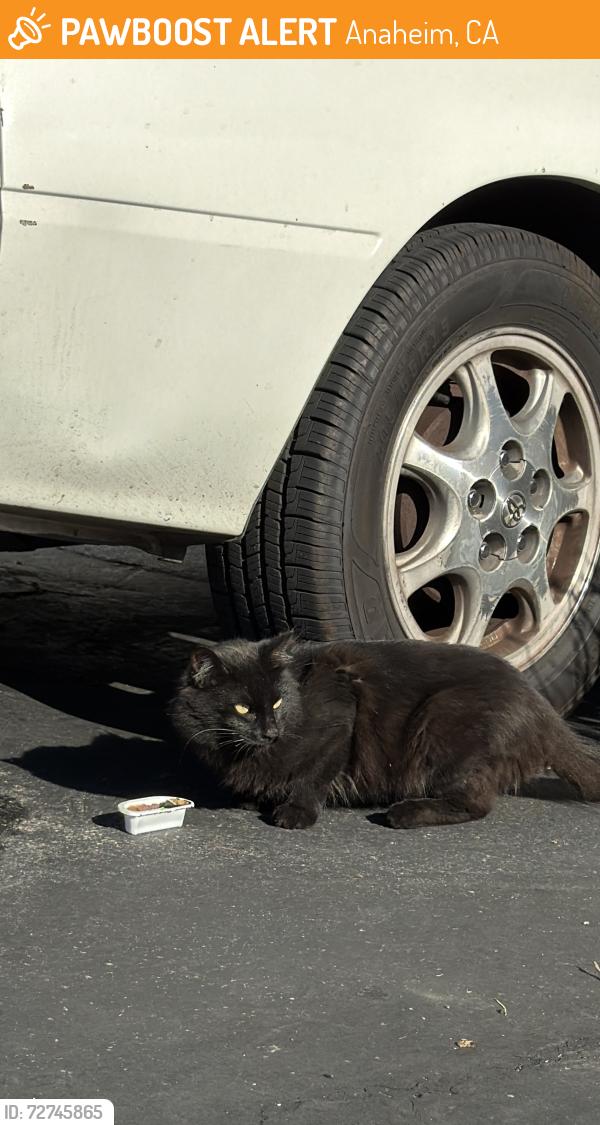 Found/Stray Unknown Cat last seen La palma and State College Blvd, Anaheim, CA 92806