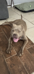 Lost Female Dog last seen 91st and Massard, Fort Smith, AR 72903