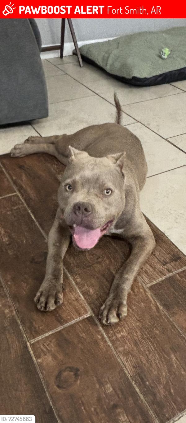 Lost Female Dog last seen 91st and Massard, Fort Smith, AR 72903