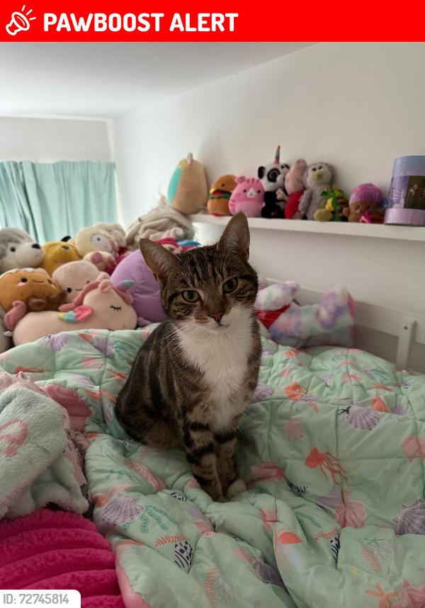 Lost Female Cat last seen Broadway Avenue Halesowen, West Midlands, England B63 3DF