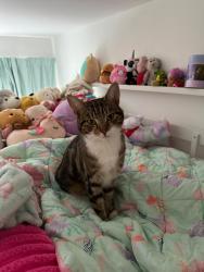 Lost Female Cat last seen Broadway Avenue Halesowen , West Midlands, England B63 3DF