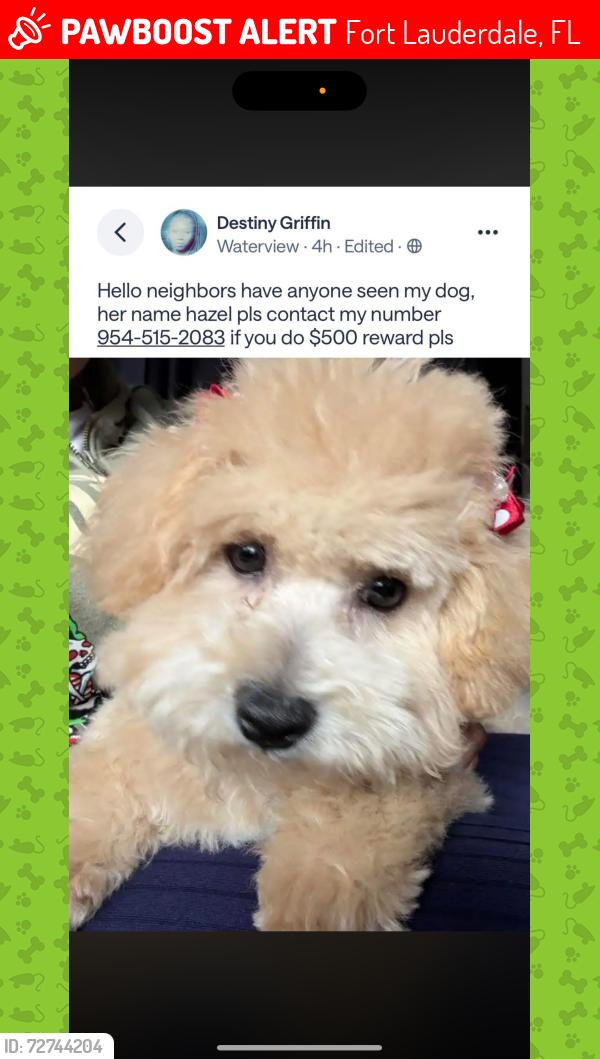 Lost Female Dog last seen near sunland broward, Fort Lauderdale, FL 33311