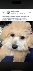 Lost Female Dog last seen near sunland broward, Fort Lauderdale, FL 33311