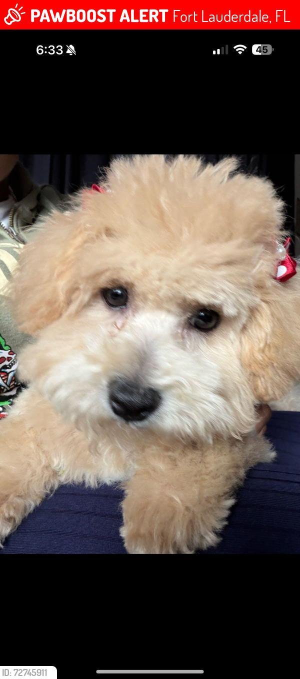 Lost Female Dog last seen Near nw 7th st, Fort Lauderdale, FL 33311