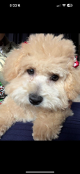 Lost Female Dog last seen Near nw 7th st, Fort Lauderdale, FL 33311